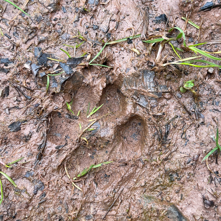 Fur Food Pet Shampoo & Conditioner - Green Clay & Peppermint