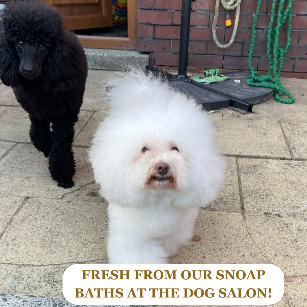 Dogs fresh from salon after SNOAP shampoo baths