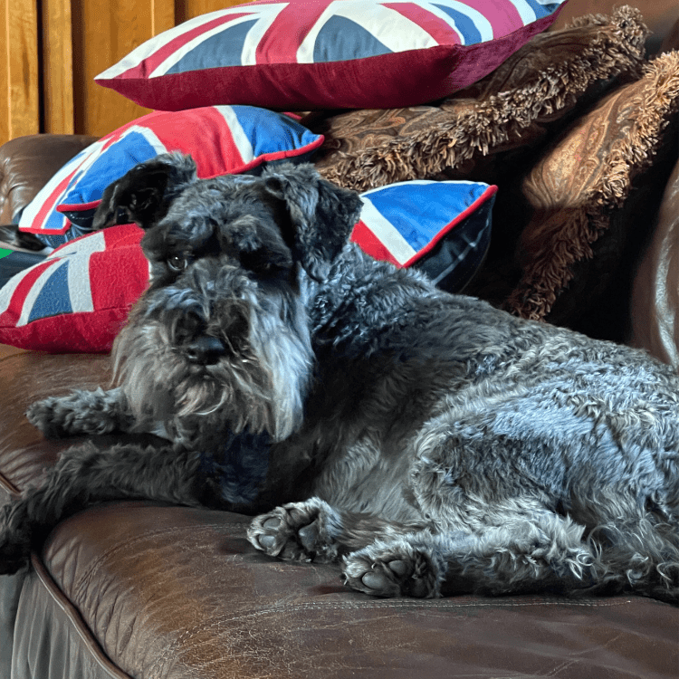 Lustre Muster - Rosemary Pet Shampoo & Conditioner Bar – Green Clay & Rosemary