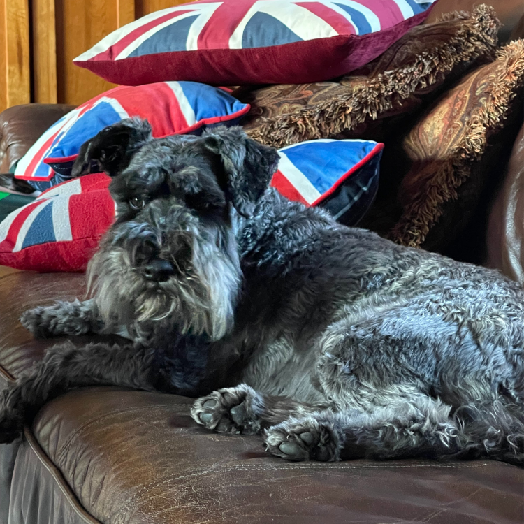 Stanley our Schnauzer all clean and smelling nice after his SNOAP shampoo bath