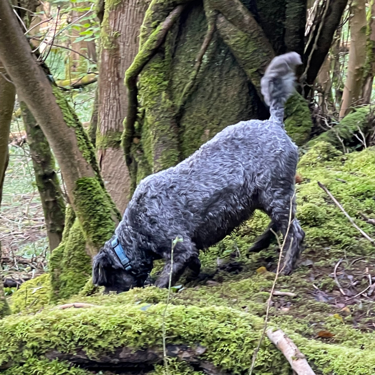 Fur Food Pet Shampoo & Conditioner - Green Clay & Peppermint