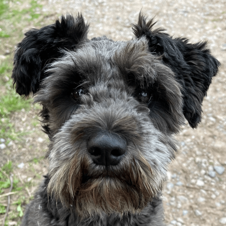Fur Food - Pet Shampoo & Conditioner Bar - Green Clay & Peppermint