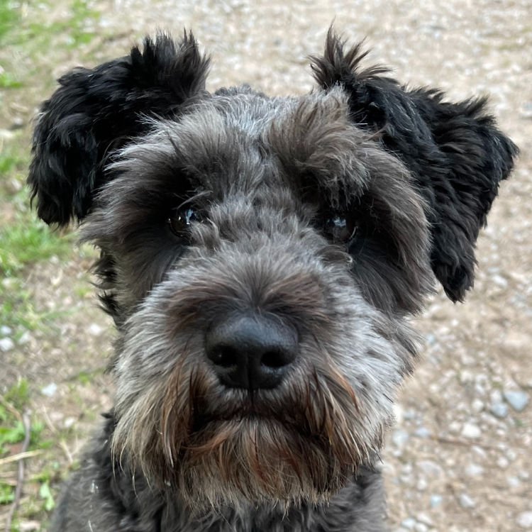 Stanley our Schnauzer