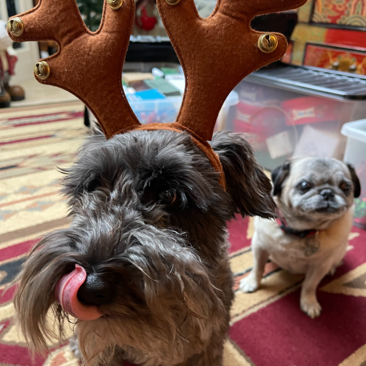 Stanley and his old friend Belle at Christmas time