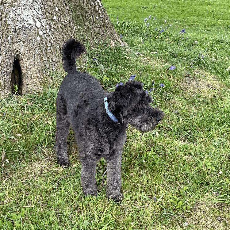 Lustre Muster - Rosemary Pet Shampoo & Conditioner Bar – Green Clay & Rosemary