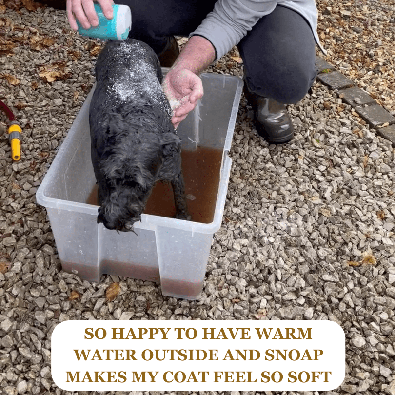 Picture of Stanley getting a bath