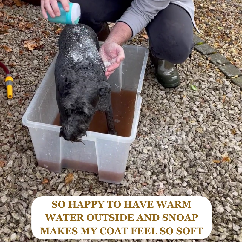 Stanley our Schnauzer having a SNOAP shampoo bath