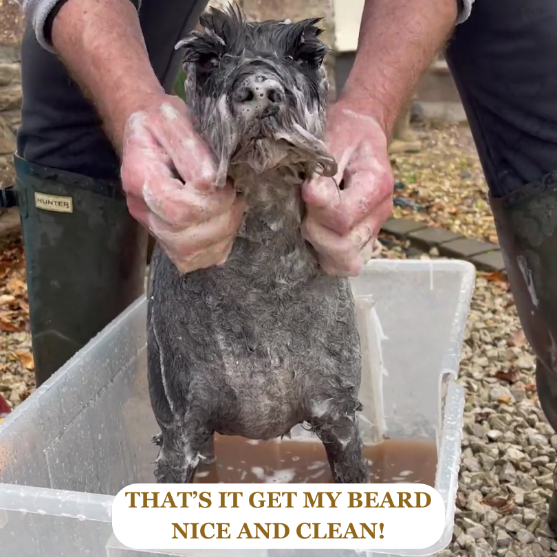 Stanley our Schnauzer having a SNOAP shampoo bath