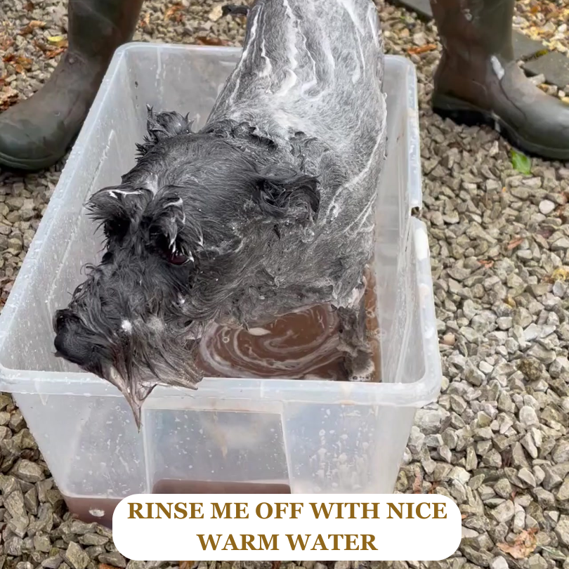 Lustre Muster Pet Shampoo & Conditioner - Green Clay & Rosemary