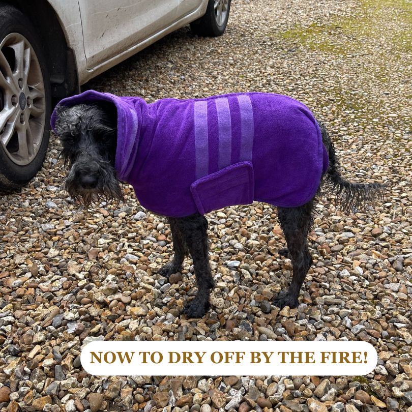 Stanley our Schnauzer drying off after having a SNOAP shampoo bath
