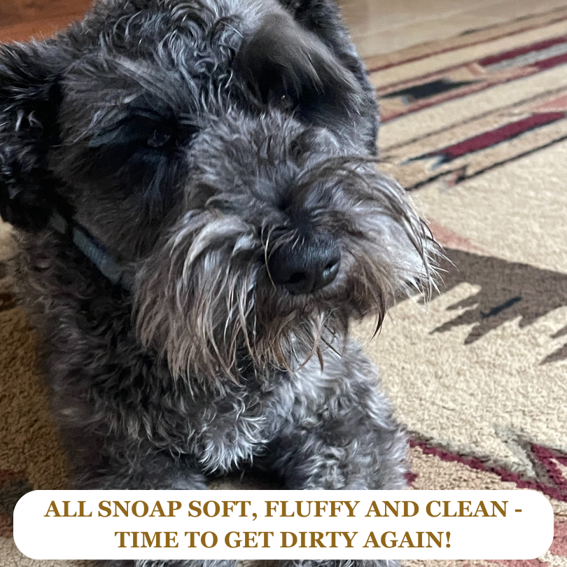 Stanley our Schnauzer all clean and dry after his SNOAP shampoo bath