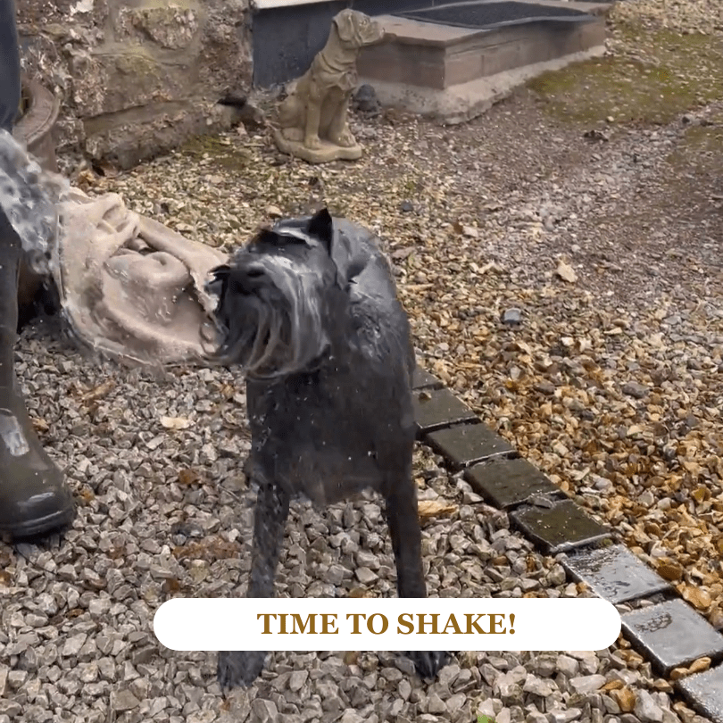 Stanley miniature Schnauzer shaking water everywhere!