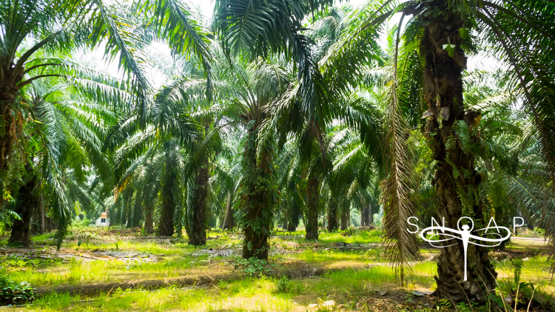The Truth About Palm Oil and Sustainability