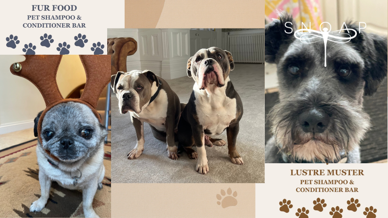 Money-Saving Dog Care Tips for Love Your Pet Day (That Actually Last All Year)