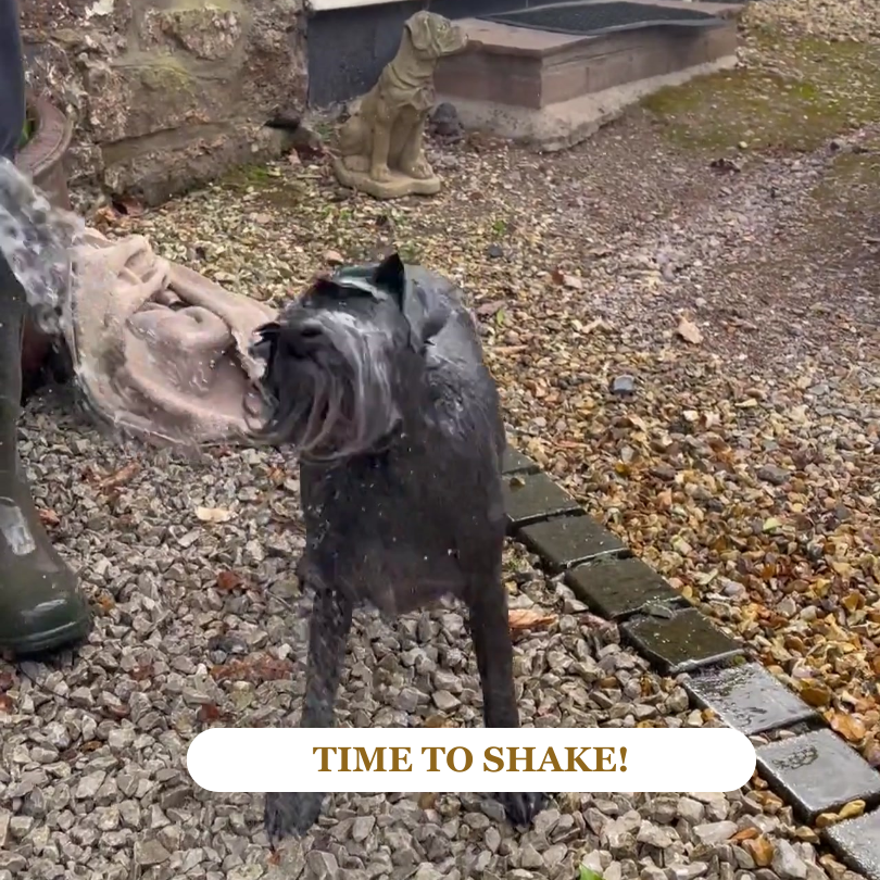 Stanley miniature Schnauzer shaking water everywhere!